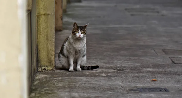 Chat Assis Dans Rue — Photo