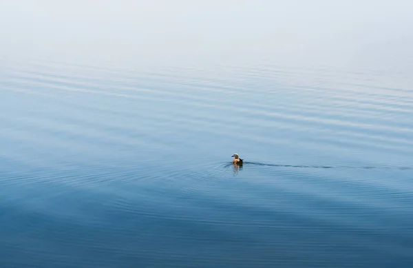 Eine Schöne Aufnahme Einer Jungen Frau Die Wasser Schwimmt — Stockfoto