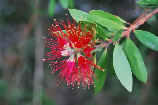 Красивий Ботанічний Знімок Природні Шпалери Квітка — стокове фото