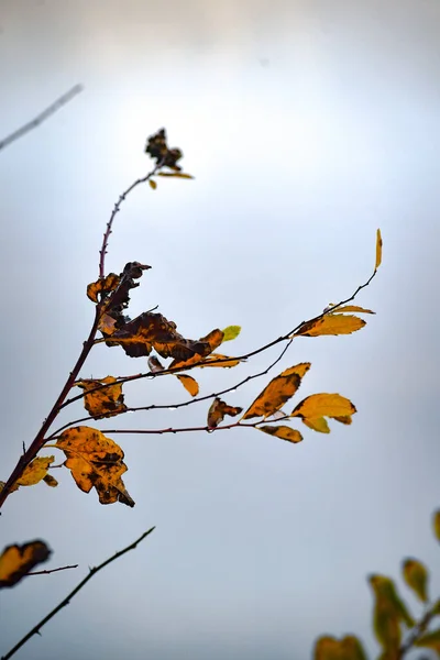 Herbst Blätter Herbst Jahreszeit Flora — Stockfoto