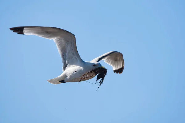 海鸥在空中飞翔 — 图库照片