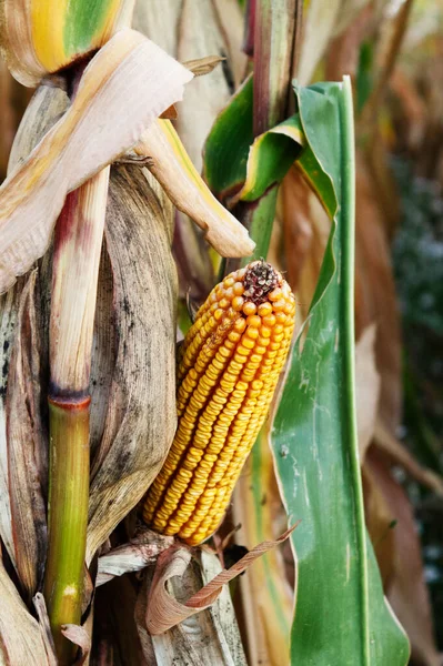 Кукурузный Початок Ферме — стоковое фото