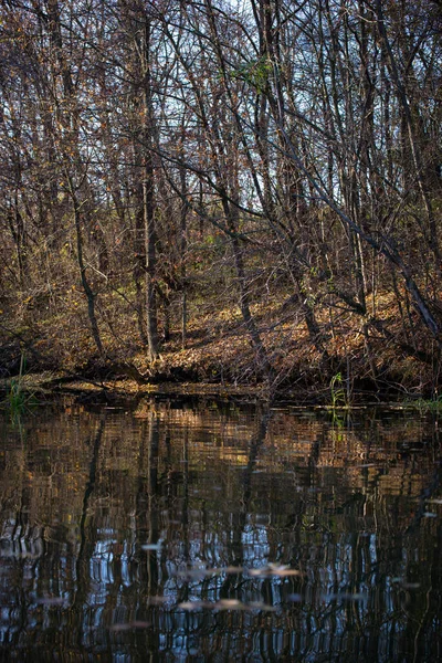 Schöner Herbstwald Mit Bäumen Und Spiegelungen — Stockfoto