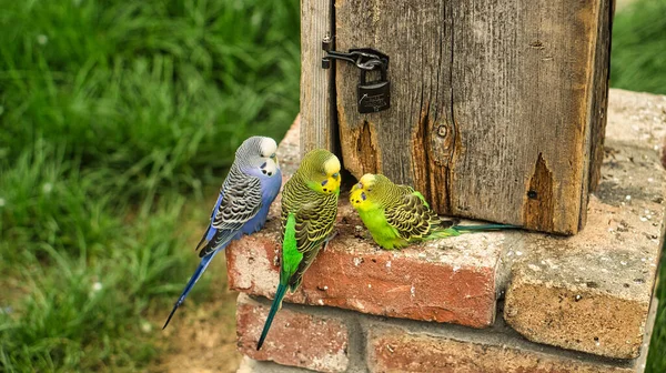 Pássaro Está Sentado Tronco Jardim — Fotografia de Stock