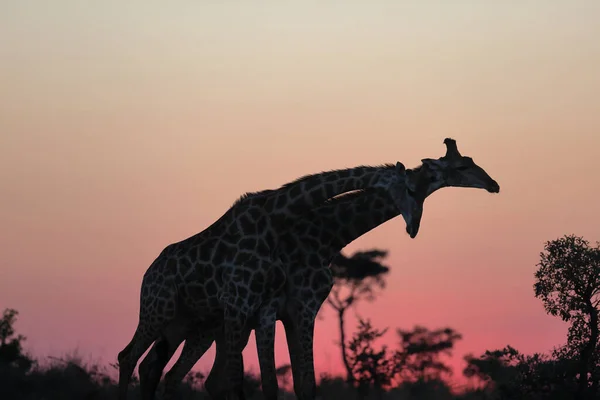 아프리카 대초원에 기린의 실루엣 — 스톡 사진