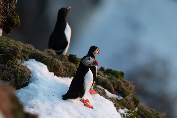 山の中のペンギン — ストック写真
