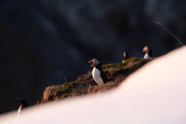 Primer Plano Una Gaviota Sobre Fondo Negro —  Fotos de Stock