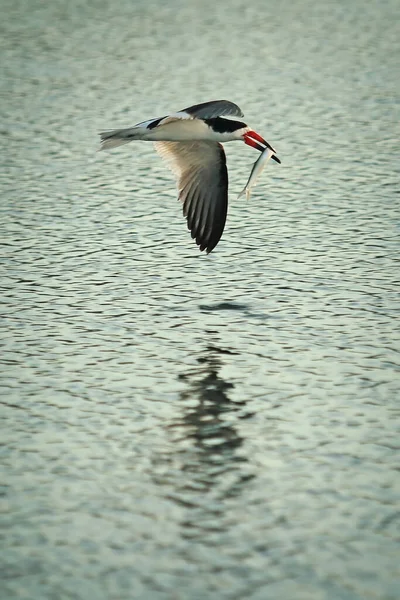 Pássaro Está Voando Água — Fotografia de Stock