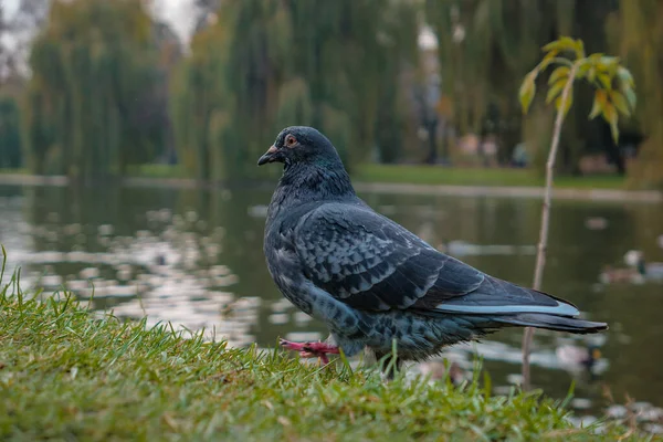 Een Vogel Zit Grond Het Park — Stockfoto