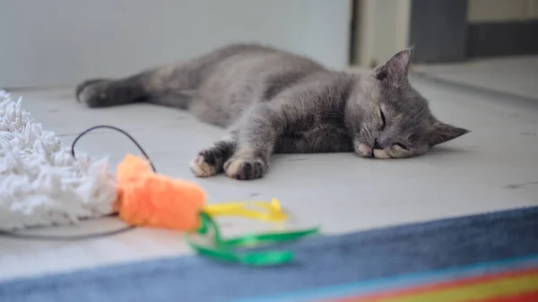 Cute Cat Lying Floor — Stock Photo, Image