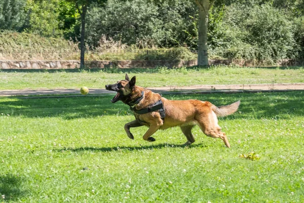 公園にいるドイツの羊飼い犬 — ストック写真