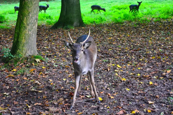 Herten Het Bos — Stockfoto