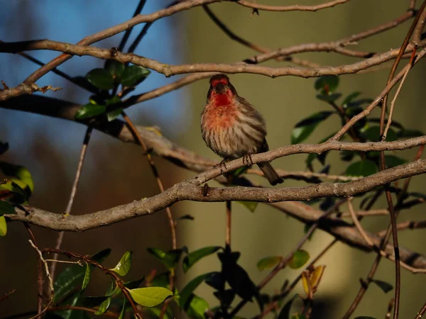 Oiseau Sur Une Branche Arbre Dans Forêt — Photo