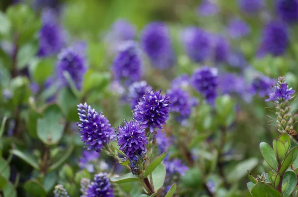 Belles Fleurs Violettes Dans Jardin — Photo