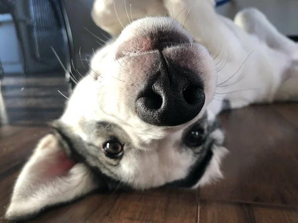 Söt Hund Bakgrunden Närbild — Stockfoto