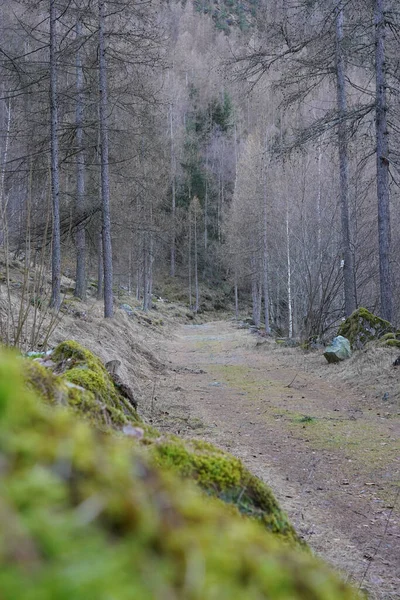 Prachtig Landschap Met Een Rivier Het Bos — Stockfoto