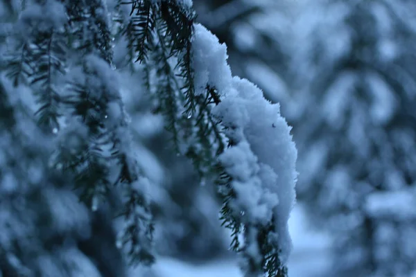 Bosque Invierno Con Árboles Cubiertos Nieve —  Fotos de Stock