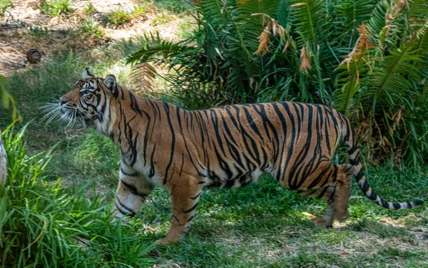 Tigris Állatkertben — Stock Fotó