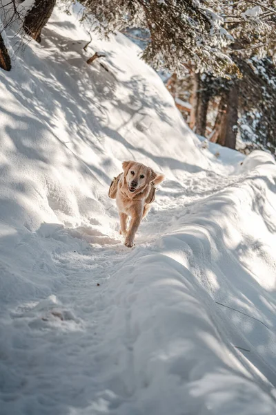 Cão Neve Fundo Natureza — Fotografia de Stock