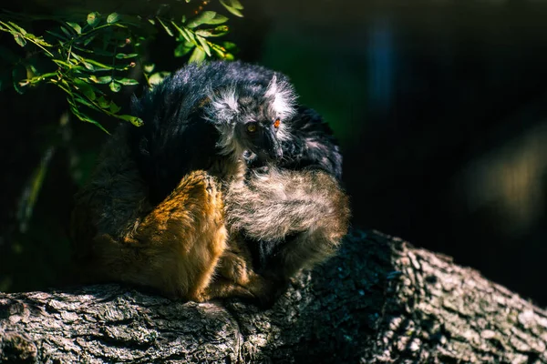 Gros Plan Singe Queue Noire — Photo