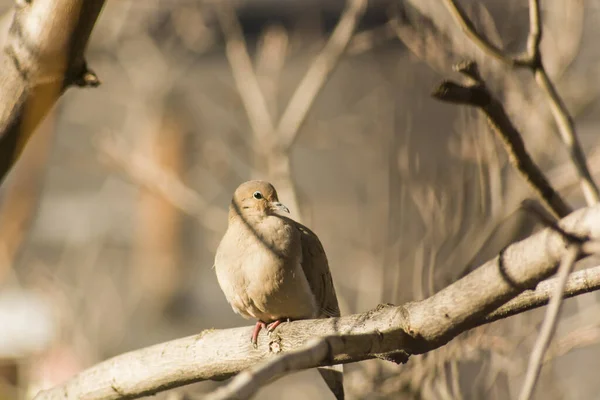 Ein Vogel Auf Einem Ast Eines Baumes — Stockfoto