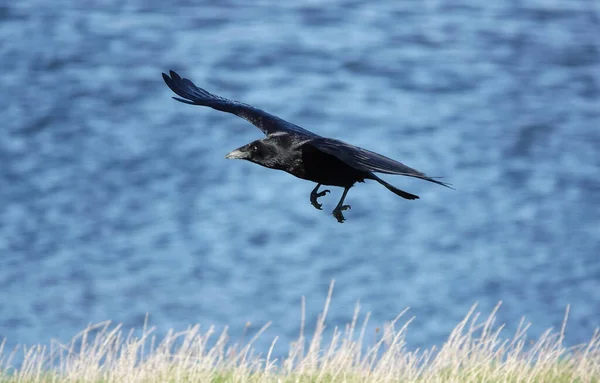 Ein Vogel Fliegt Wasser — Stockfoto