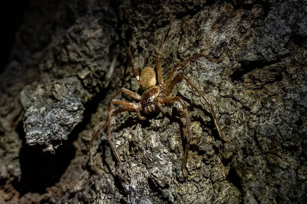 Primer Plano Una Araña Árbol — Foto de Stock