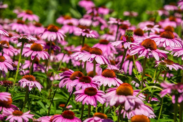 Schöne Blumen Wachsen Garten — Stockfoto