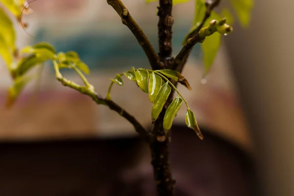 Feuilles Vertes Sur Une Branche Arbre — Photo