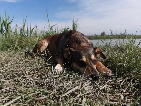 Yeşil Alanda Bir Köpek Güneş Konsepti — Stok fotoğraf