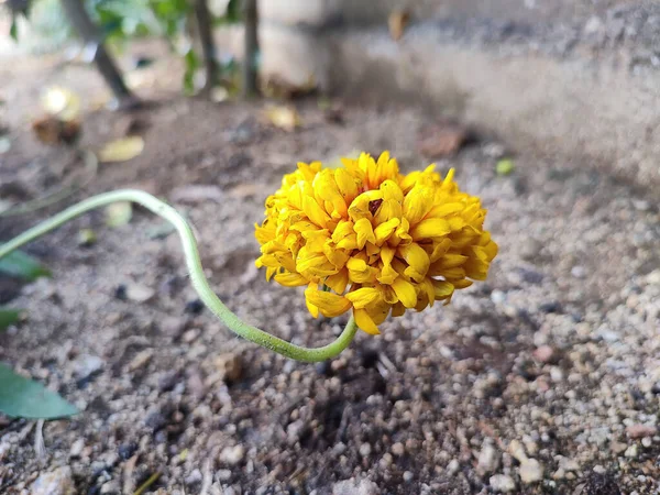 Yellow Flower Garden — Stock Photo, Image