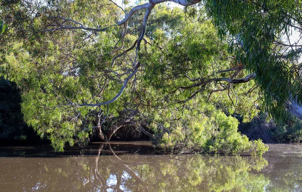 Prachtig Uitzicht Rivier Het Park — Stockfoto