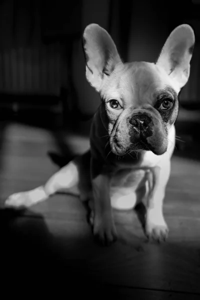 Schwarz Weiß Foto Eines Hundes — Stockfoto