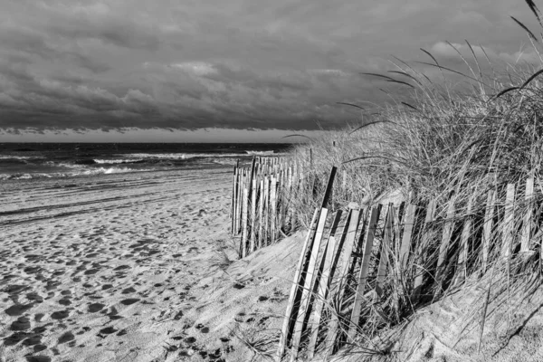 Bir Sürü Ağacı Olan Bir Plajın Siyah Beyaz Fotoğrafı — Stok fotoğraf