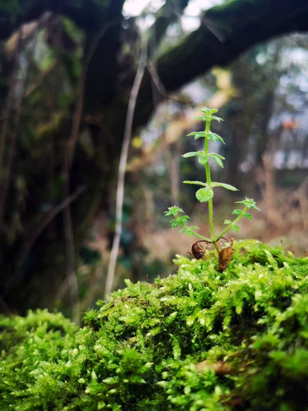 Fougère Verte Dans Forêt — Photo