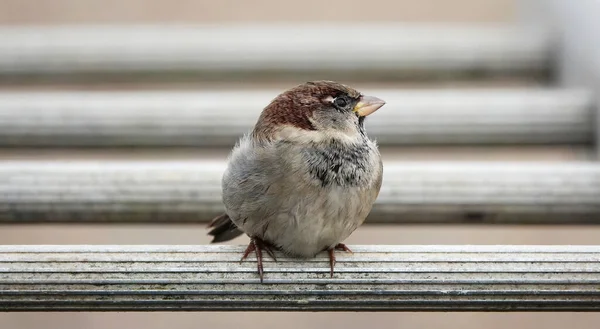Ein Vogel Sitzt Auf Einer Holzbank — Stockfoto