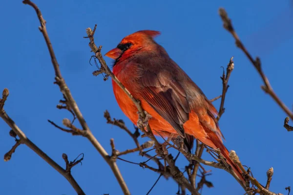 Pájaro Pecho Rojo Una Rama — Foto de Stock