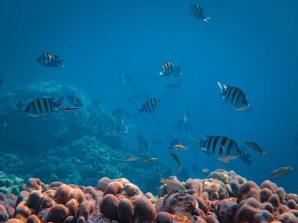 红海中珊瑚礁的水下视图 埃及文 — 图库照片
