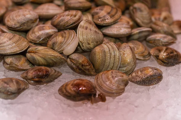 Fresh Snails Table — Stock Photo, Image
