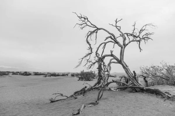 Bela Paisagem Árvore Morta — Fotografia de Stock