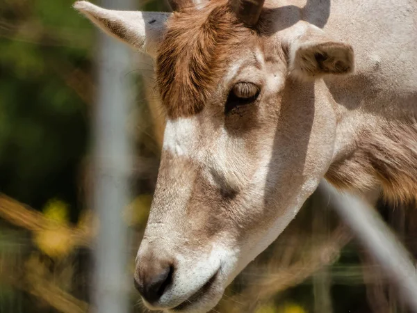 Primer Plano Una Vaca Mirando Cámara — Foto de Stock