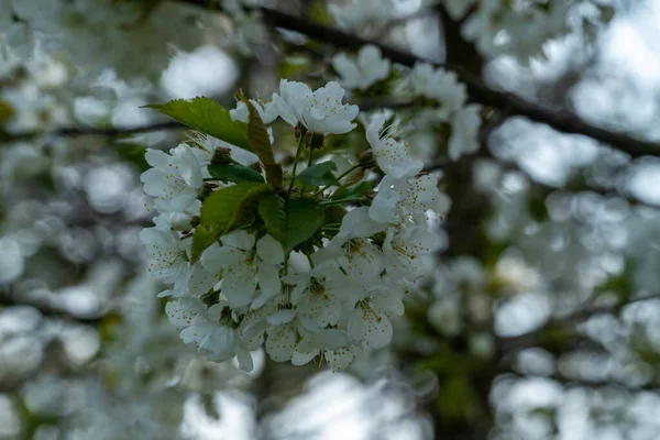 Fleurs Blanches Pommier Printemps — Photo