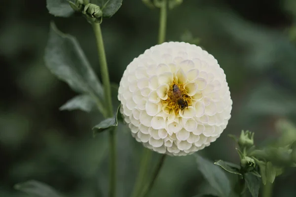 Bahçedeki Güzel Beyaz Çiçek — Stok fotoğraf