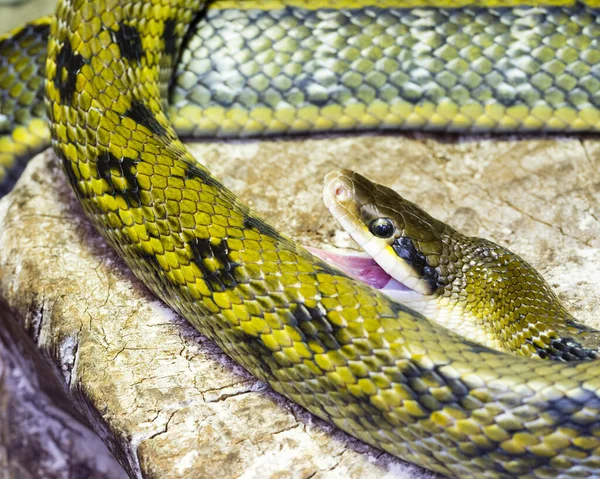 Orm Reptil Djur Fauna Vilda Djur Däggdjur Rovdjur Grön Kalk — Stockfoto