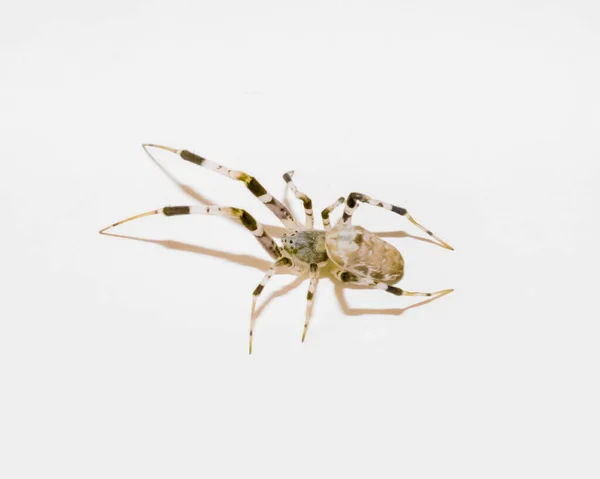 Nahaufnahme Einer Spinne Auf Weißem Hintergrund — Stockfoto