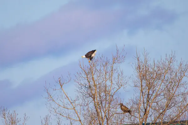 Vogel Het Bos — Stockfoto