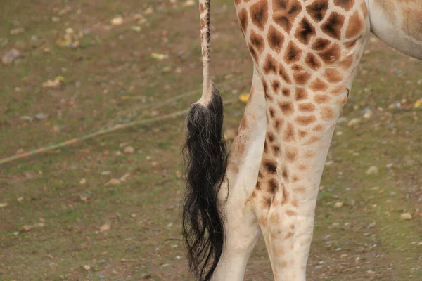 動物園のキリンは — ストック写真