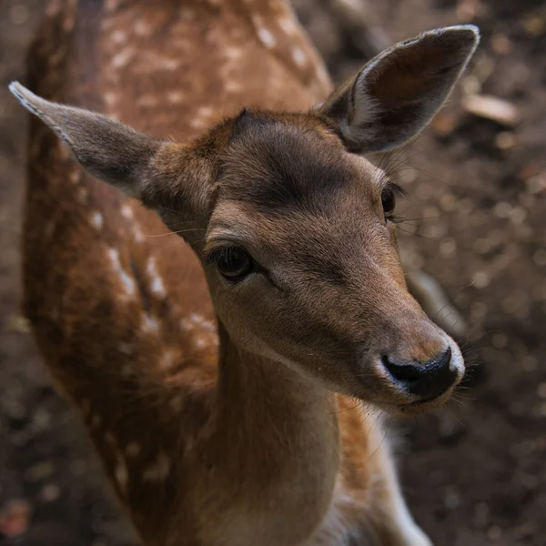 Close Deer Zoo — стоковое фото