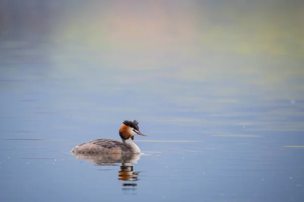 Красивий Птах Озері — стокове фото