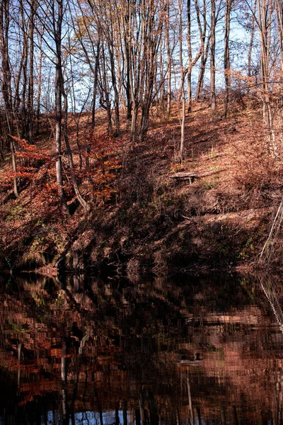 Podzimní Les Stromy Listy — Stock fotografie